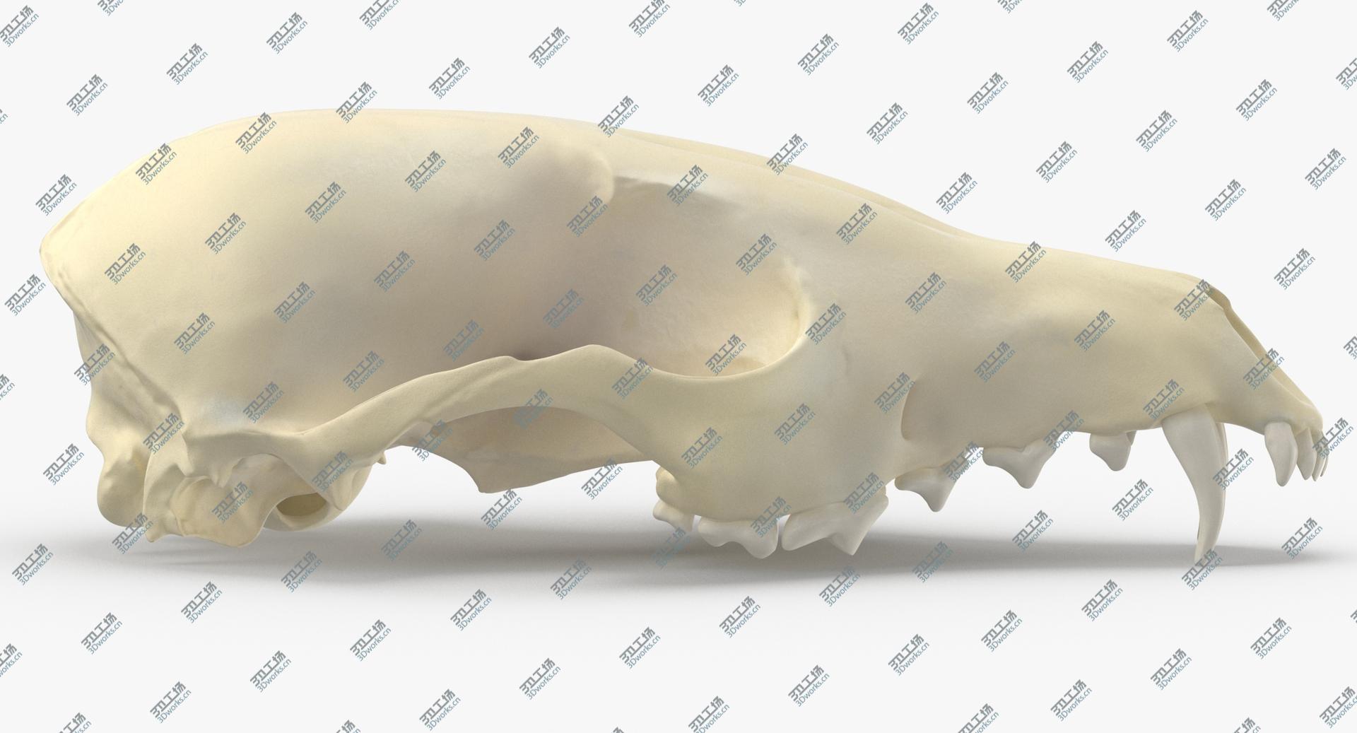 images/goods_img/2021040231/Real Red Fox Skull 01 3D/3.jpg